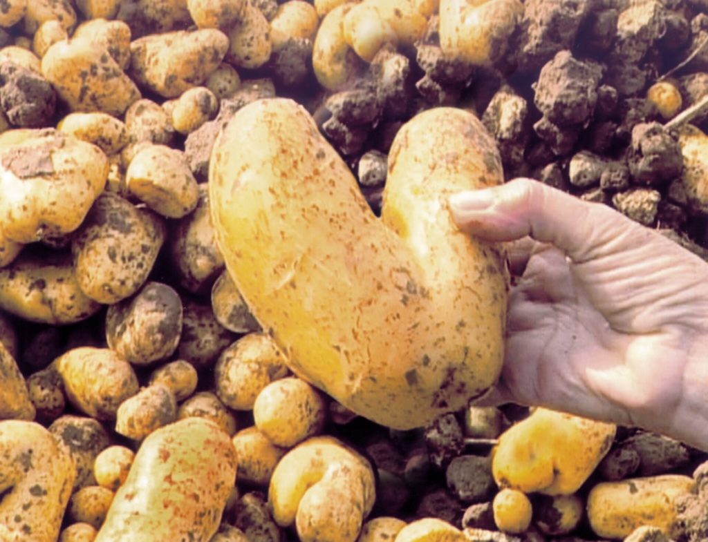 The hand of an older Caucasian woman holds up a potato to the camera, amongst a pile of potatoes in the background. The potato in her hand is shaped like a cartoon heart.